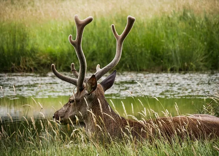 Gospodarstwo agroturystyczne La Ferme De Piardiere Plessé