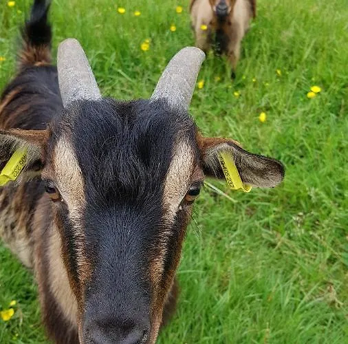 Gospodarstwo agroturystyczne La Ferme De Piardiere *